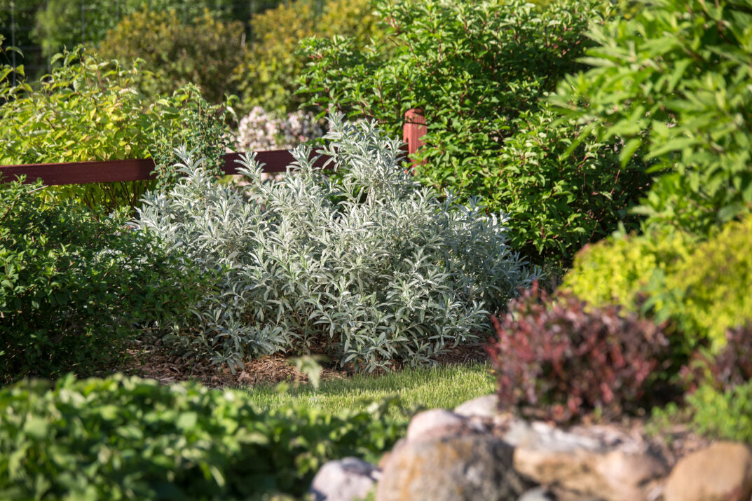 Willow 'Iceberg Alley'