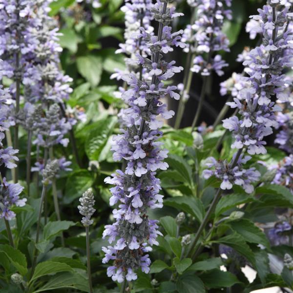 Salvia 'Blue Chill'