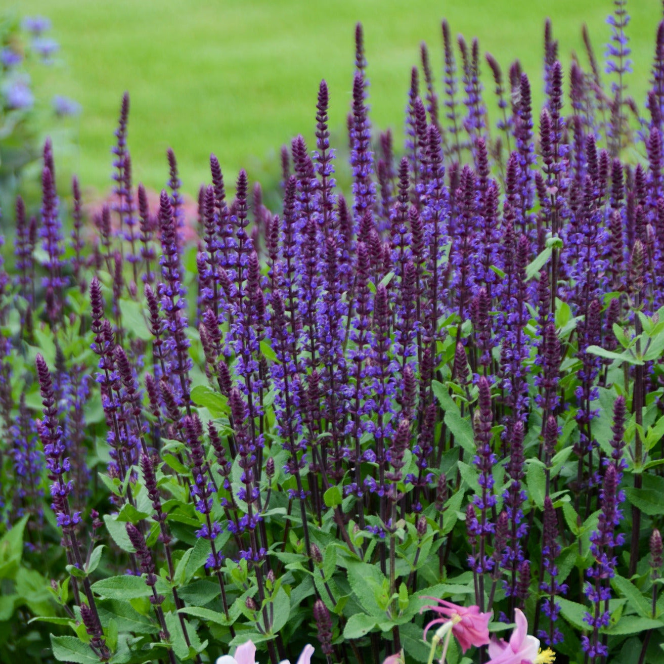 Salvia 'Caradonna'