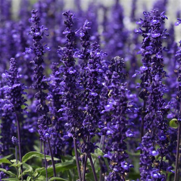 Salvia 'Victoria Blue'