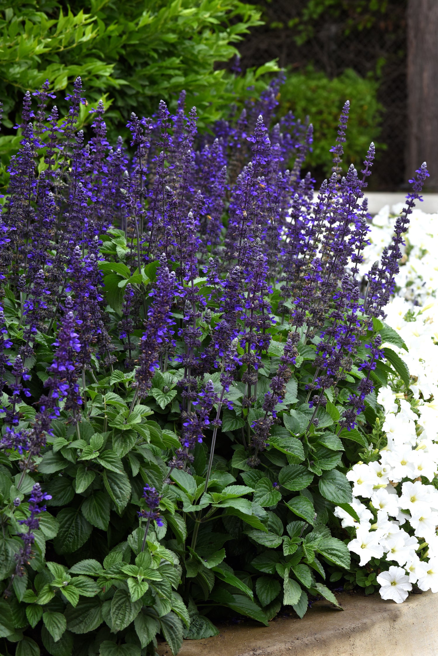 Salvia 'Big Blue'