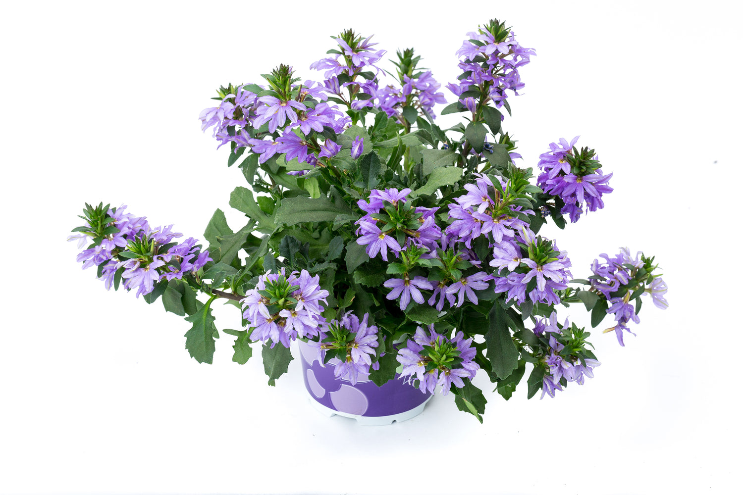 Scaevola 'Surdiva' Series