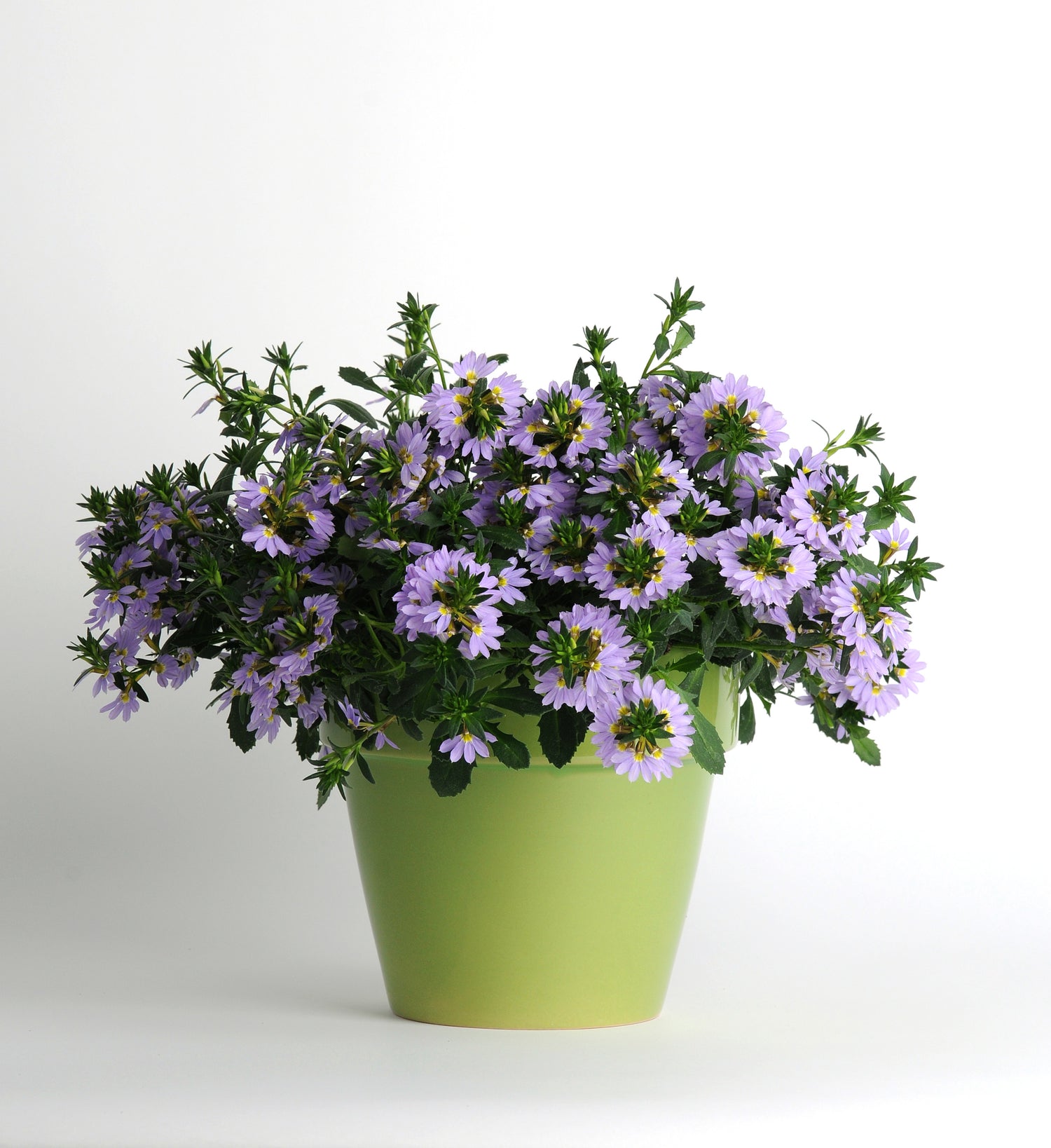 Scaevola 'Bondi' Series