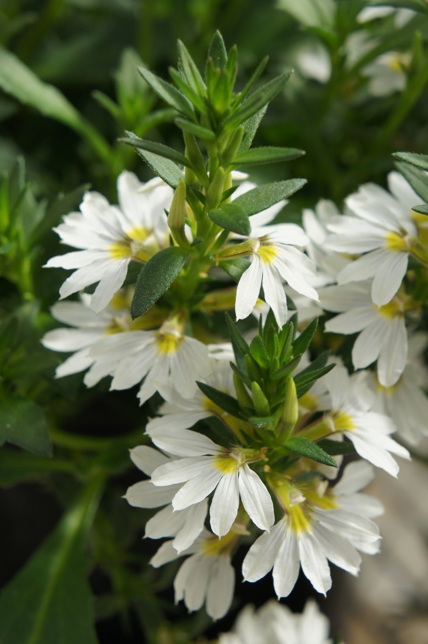 Scaevola 'Bondi' Series