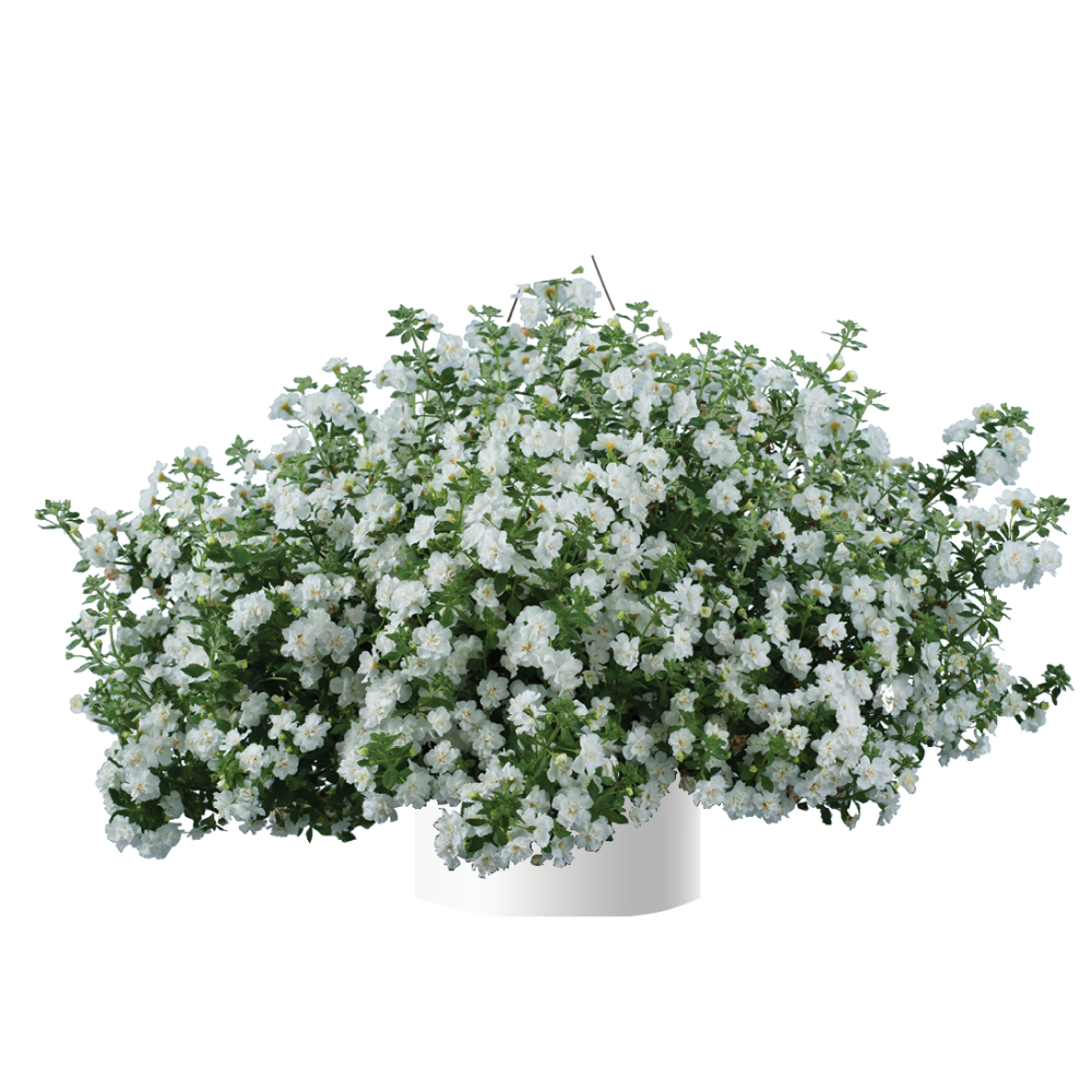 Bacopa 'Double Snowball'