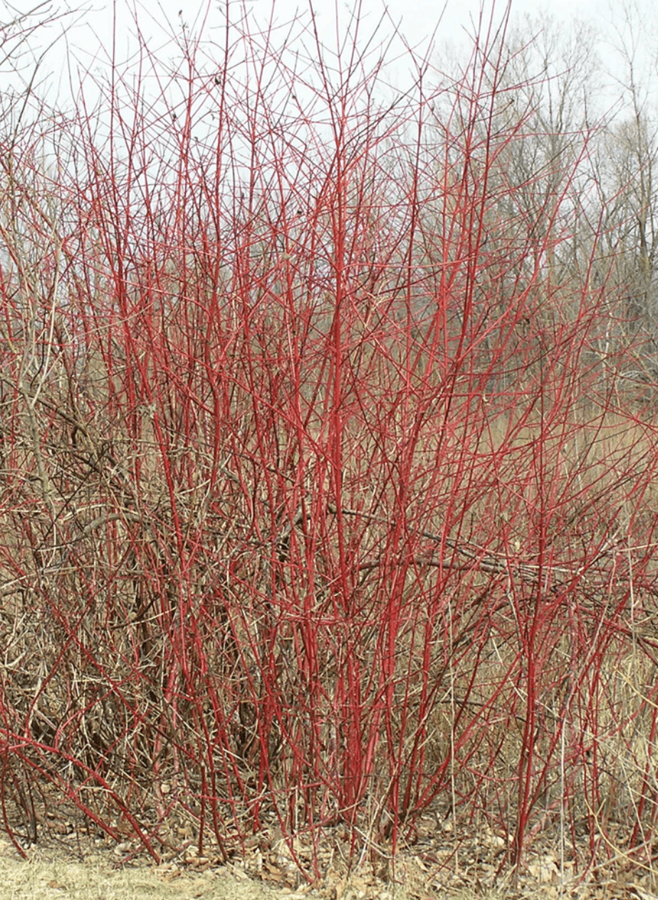 Dogwood 'Redosier'