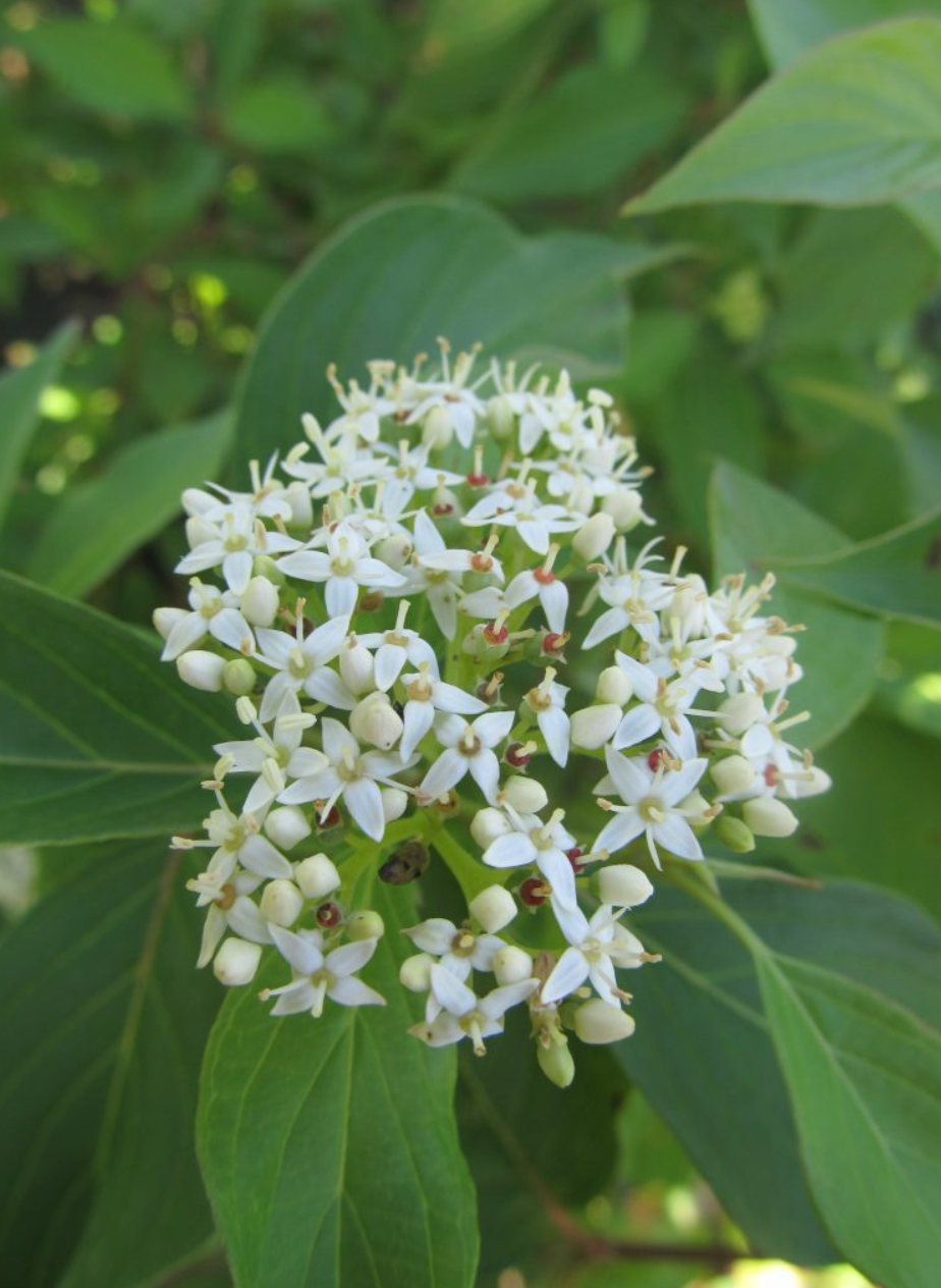 Dogwood 'Redosier'