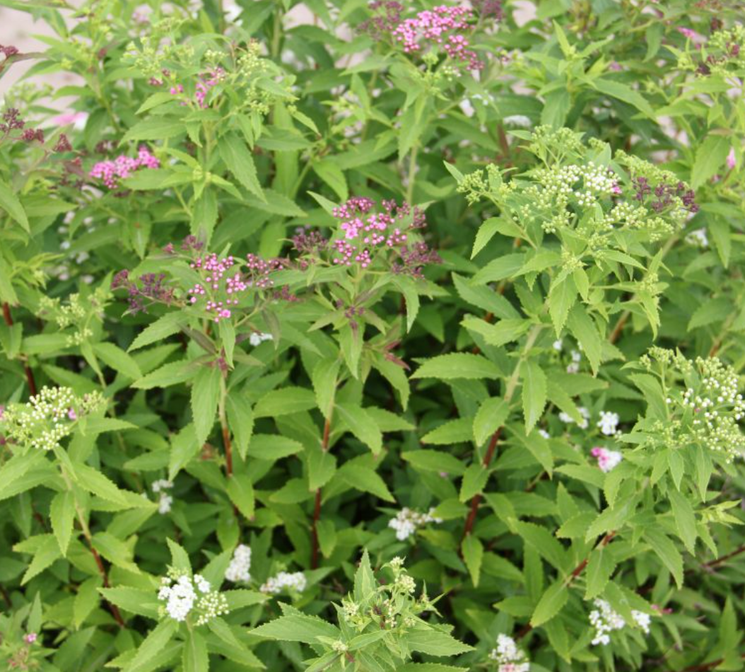 Shirobana Spirea – van der Meer Garden Centre