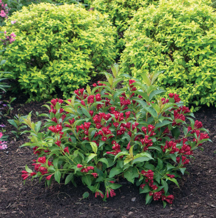 Weigela 'Maroon Swoon'