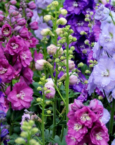 Delphinium 'Mini Stars'