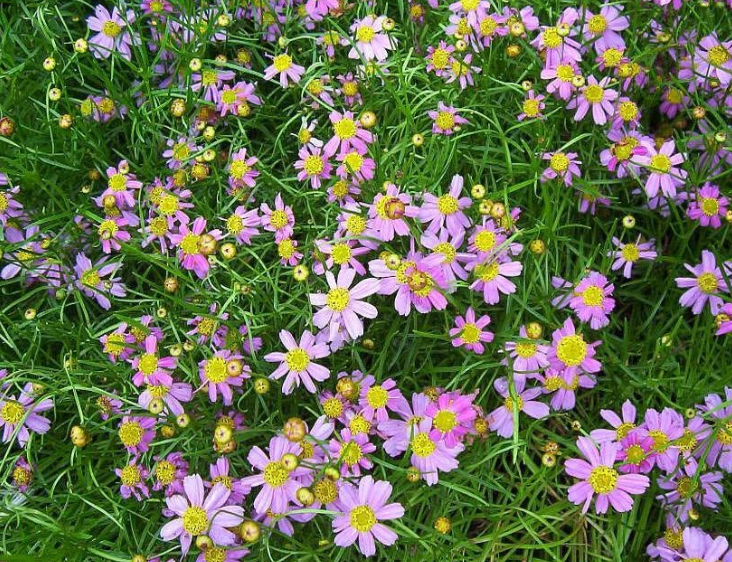 Coreopsis 'American Dream'