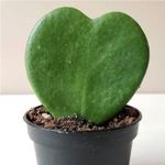 Heart Leaf Hoya