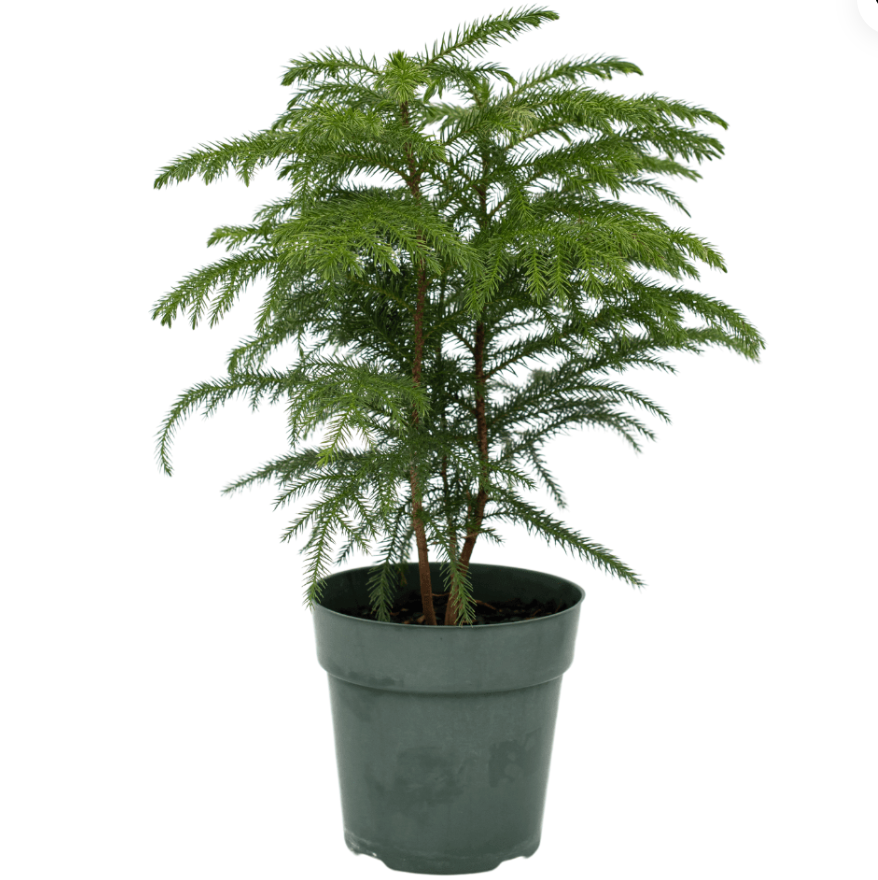 Norfolk Pine