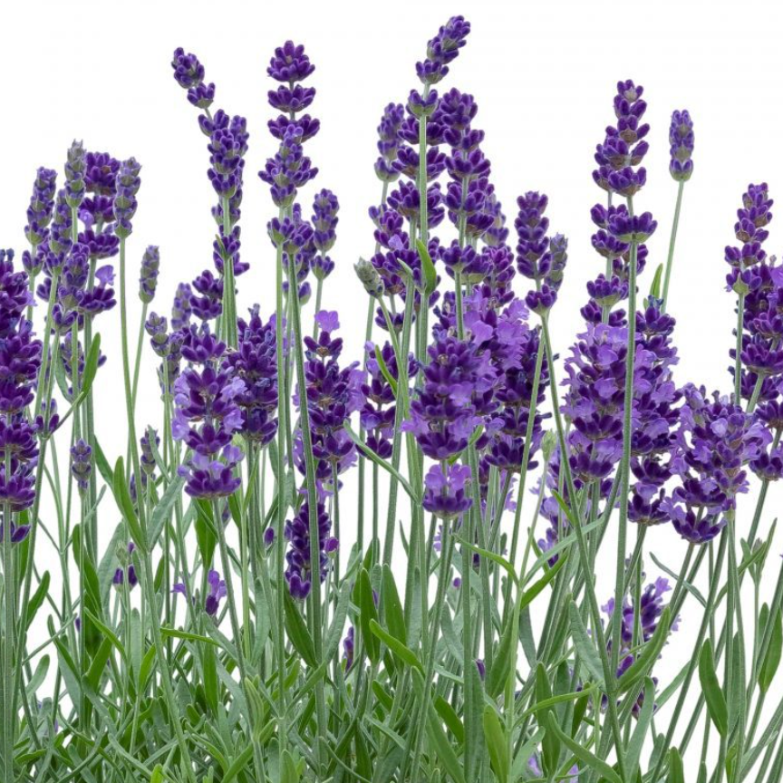 Bee Zee English Lavender