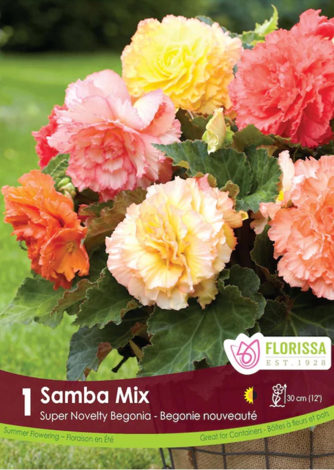Samba Mix Double Begonia