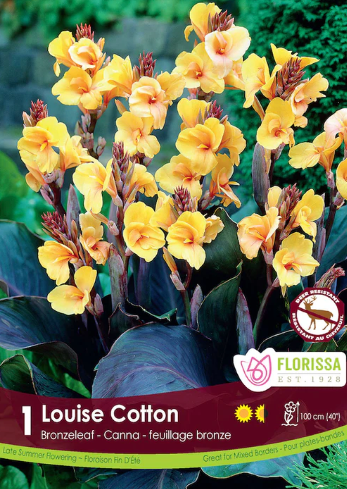 Canna Lily 'Louise Cotton'