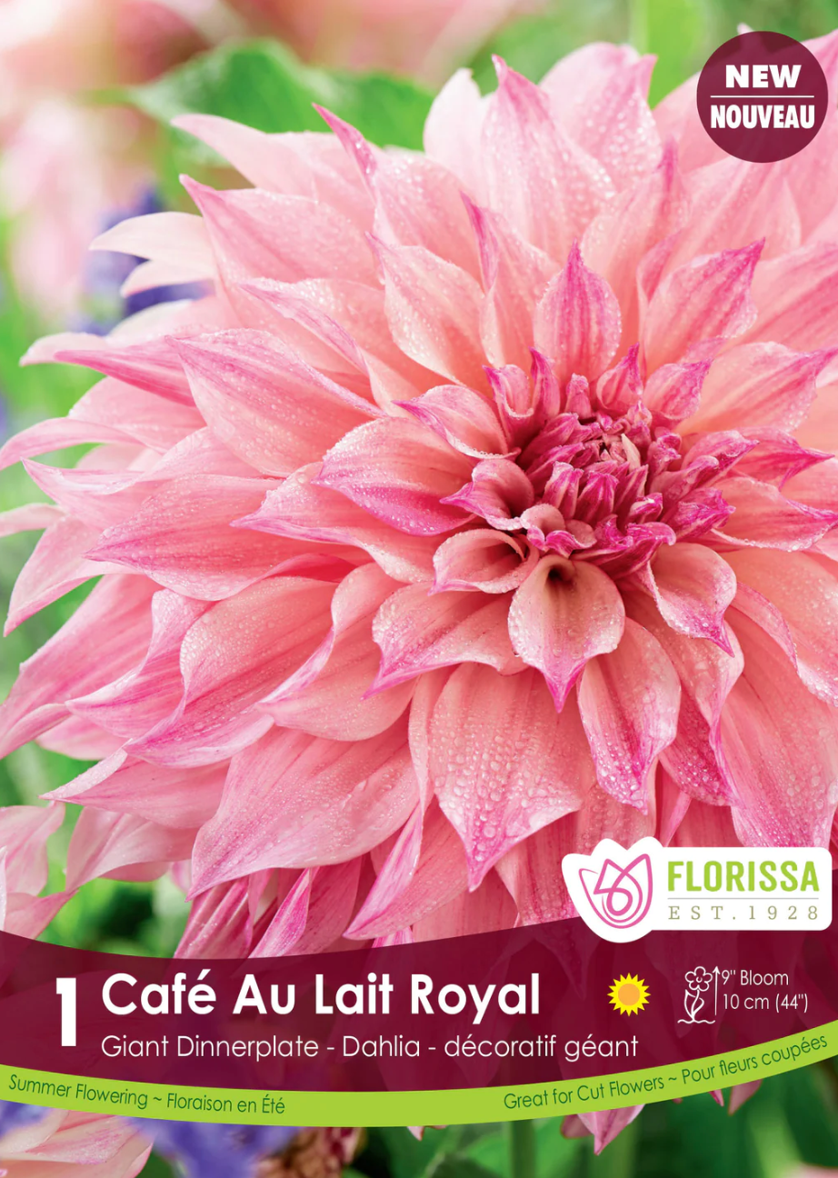 Cafe Au Lait Royal Dahlia