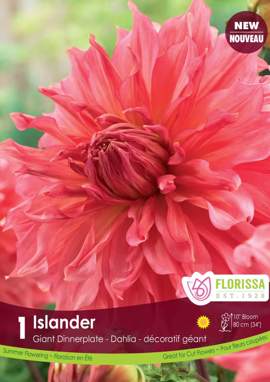 Dinnerplate Dahlia 'Islander'