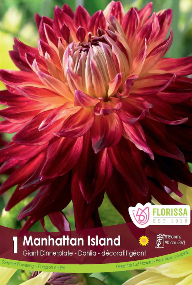 Dinnerplate Dahlia 'Manhattan'