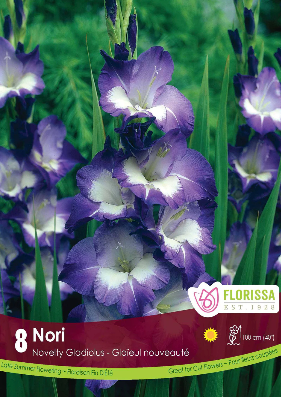 Nori Gladiolus