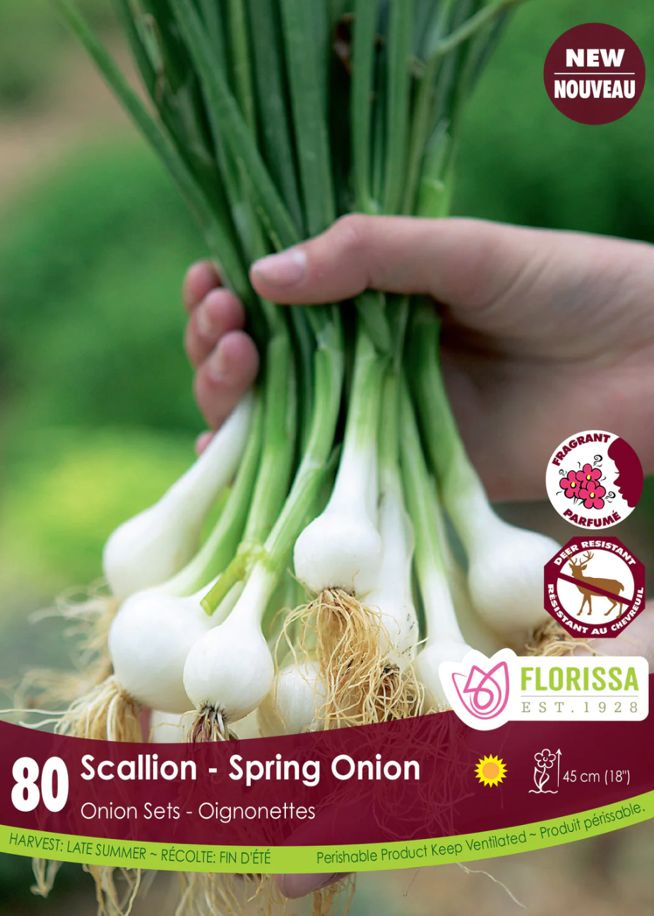 Green Scallion Onion Sets
