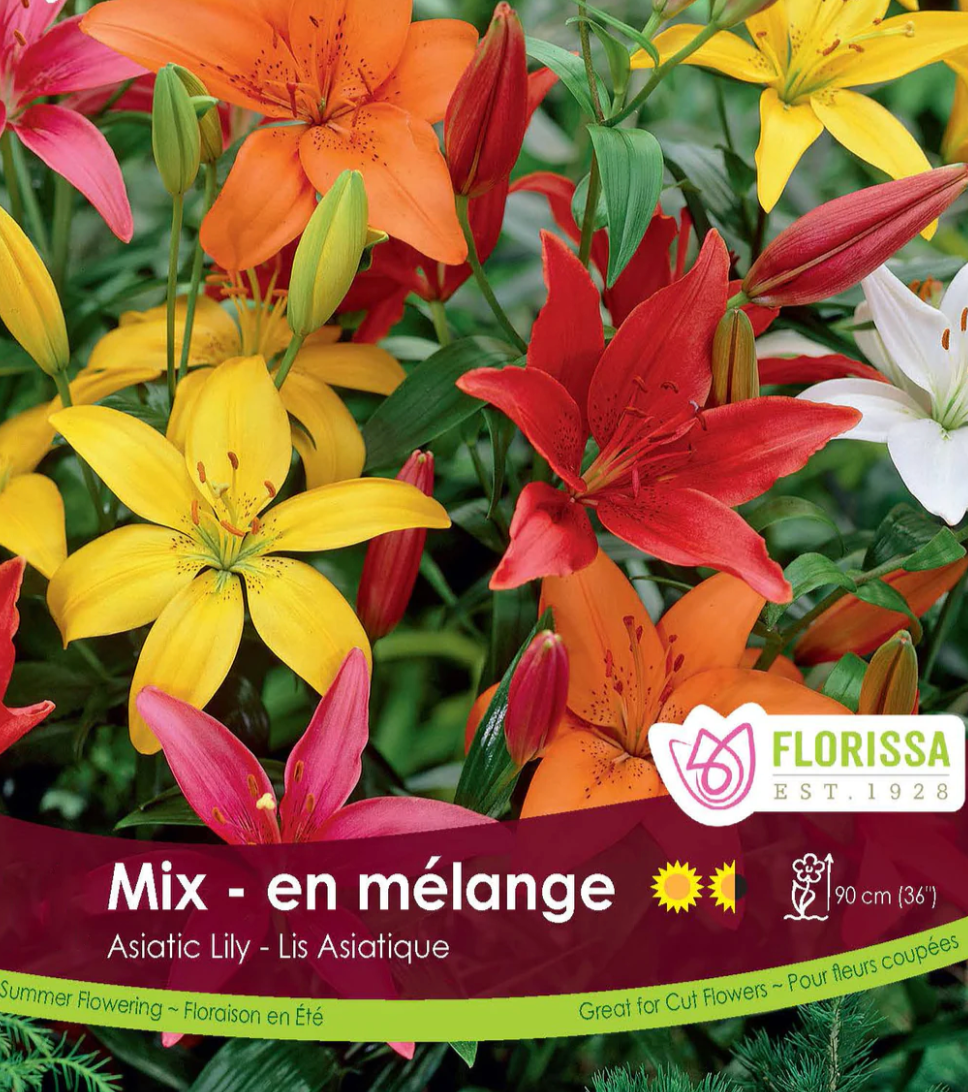 Asiatic Lily Mix