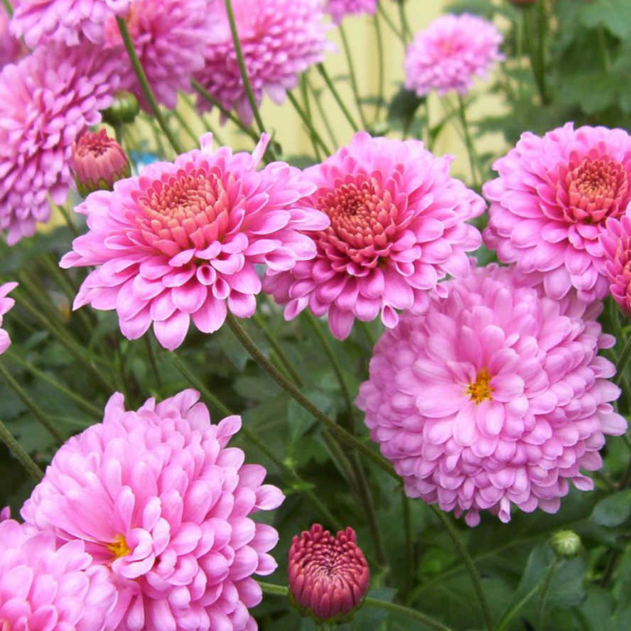 Chrysanthemum 'Showbiz'