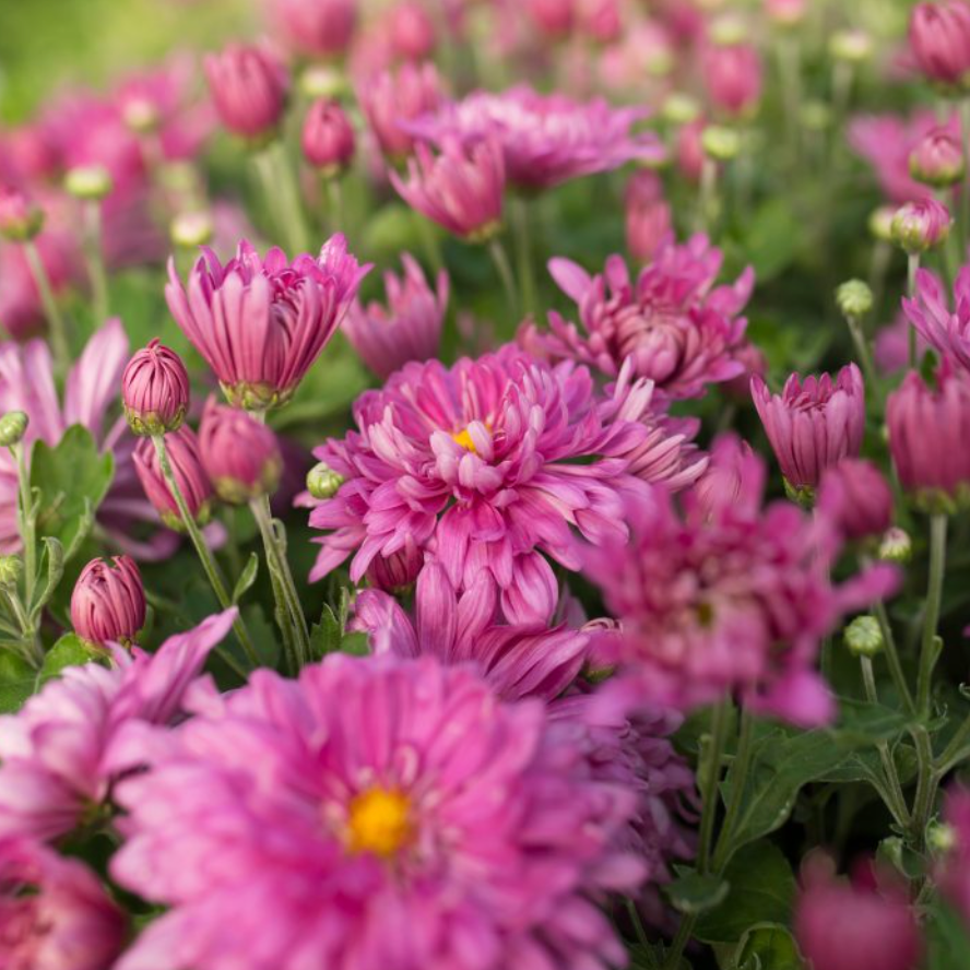 Chrysanthemum 'Dreamweaver'