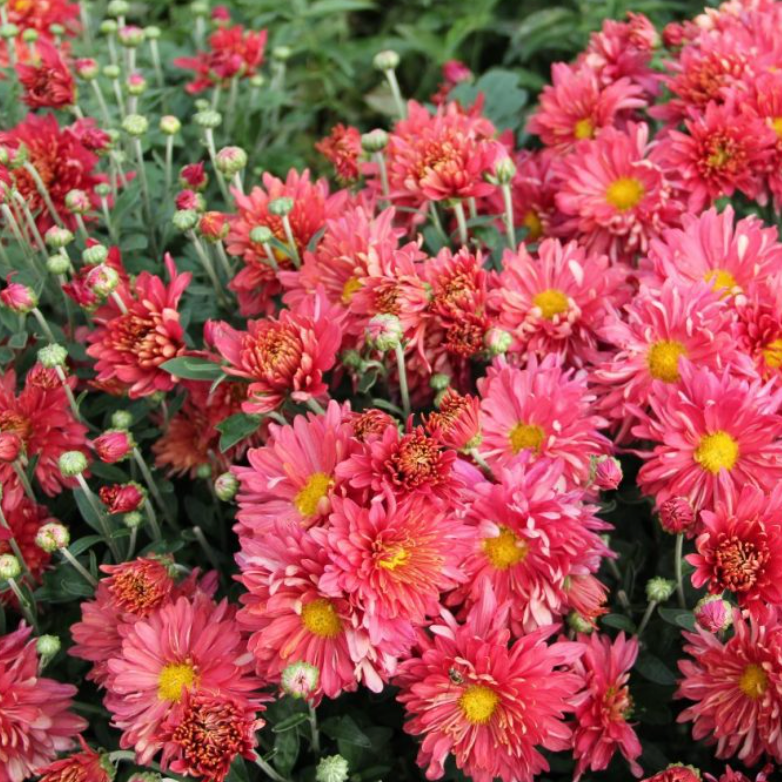 Chrysanthemum 'Stardust'