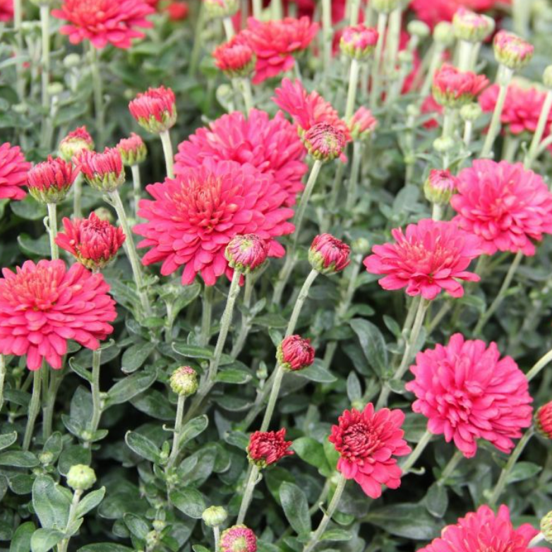Chrysanthemum 'Power Surge'