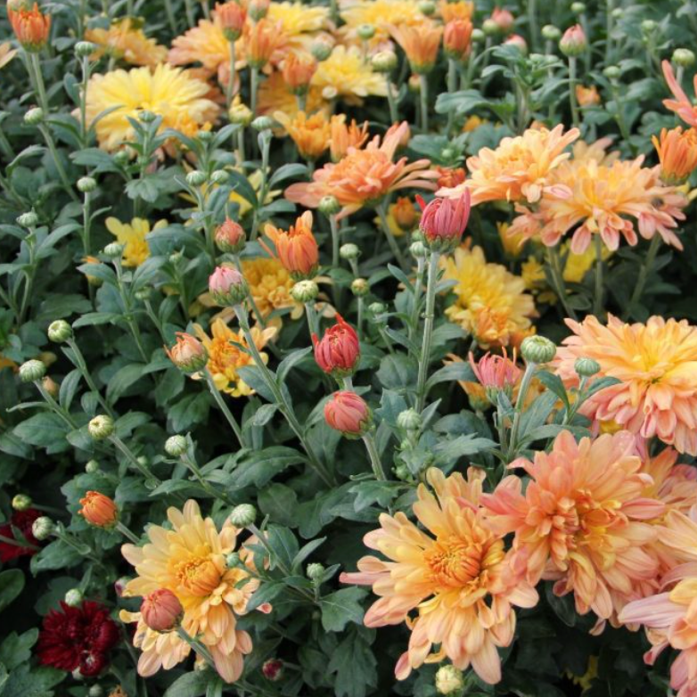 Chrysanthemum 'Tiger Tail'
