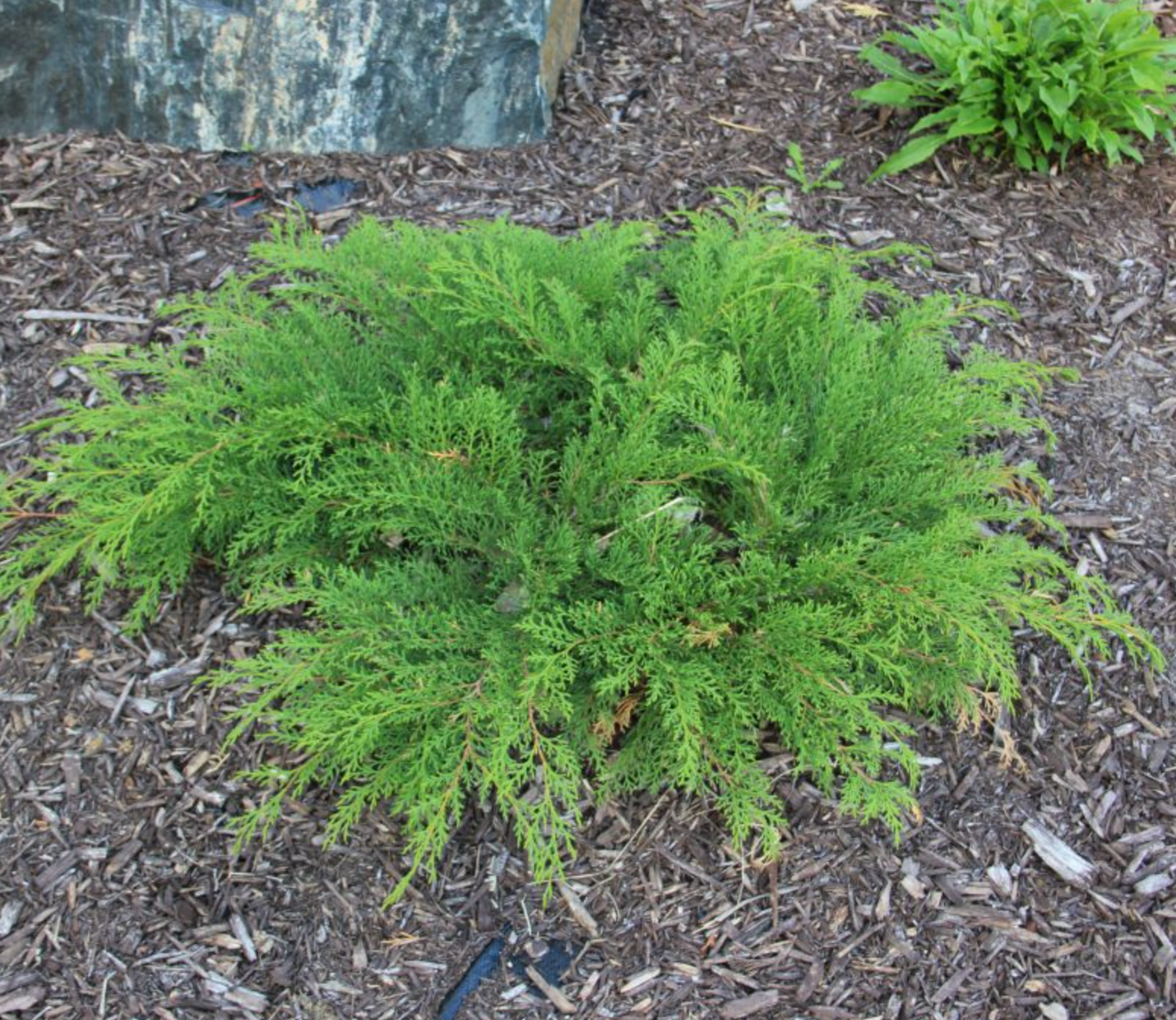 Russian Cypress