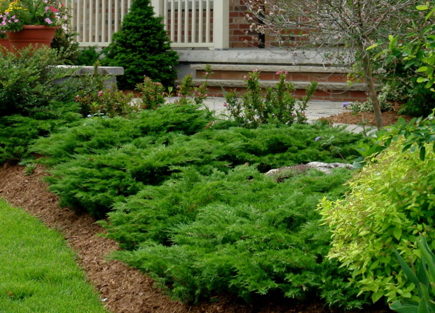 Juniper 'Monna Calgary Carpet'