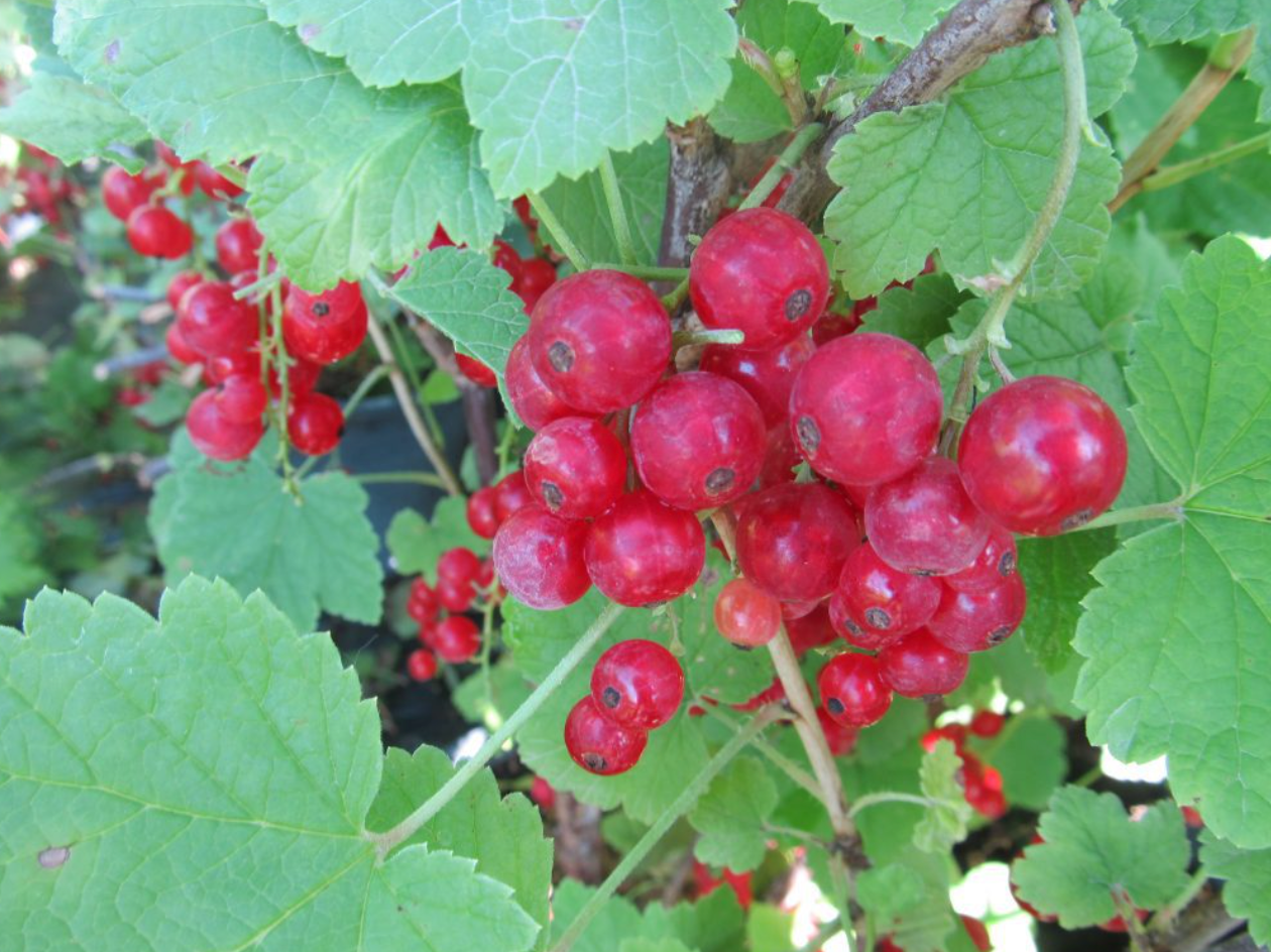 Red Lake Currant