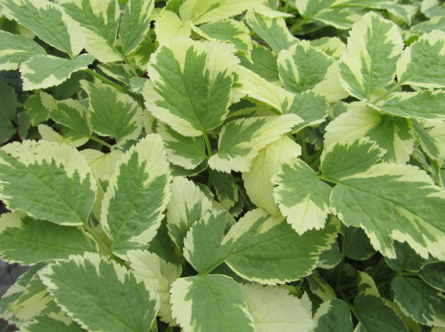 Goutweed Aegopodium Variegatum