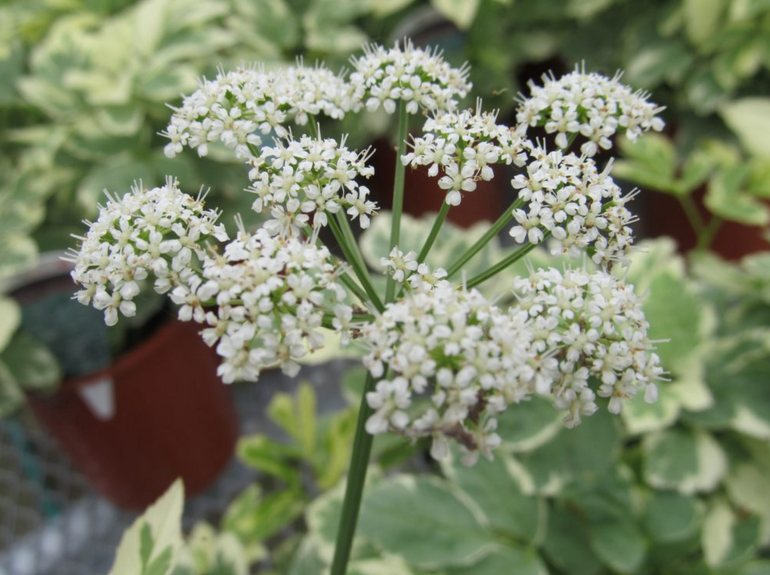 Goutweed Aegopodium Variegatum