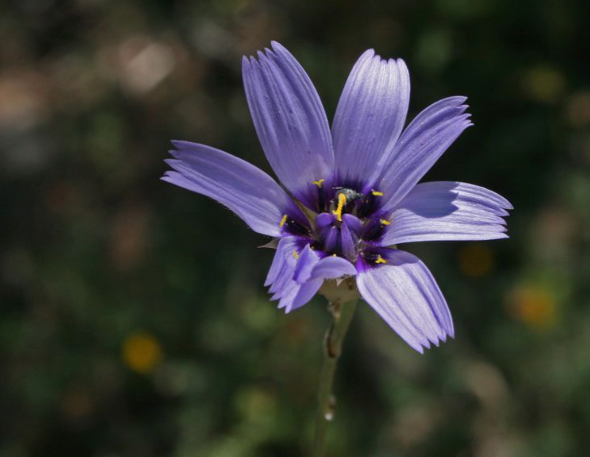 Catananche 'Cupid's Dart'