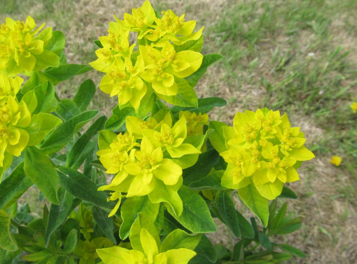 Euphorbia Polychroma 'Cushion Spurge'