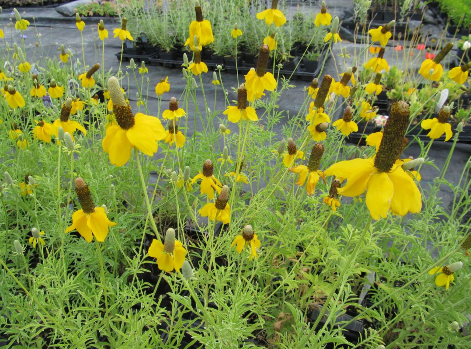 Prairie Cone Flower 'Yellow'