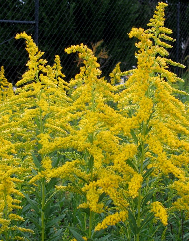 Goldenrod Solidago 'Baby Gold'