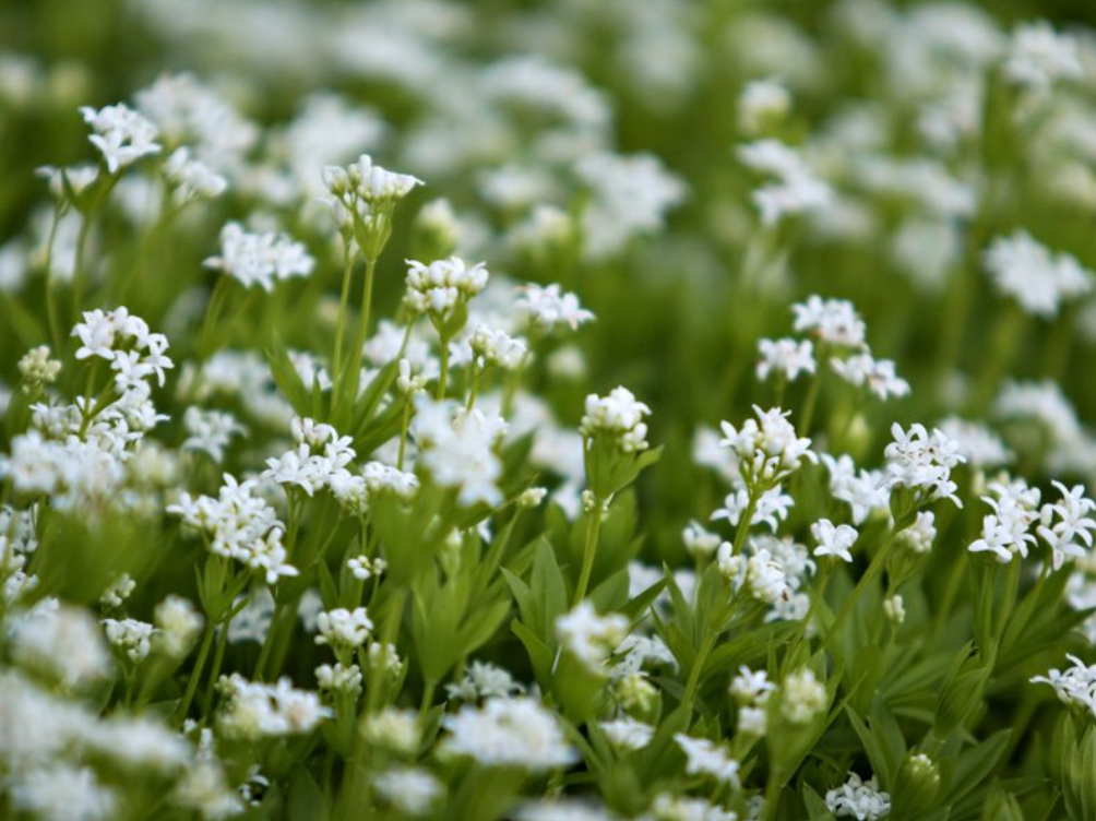 Sweet Woodruff Gailum ordoratum