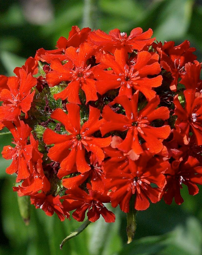 Lychnis 'Maltese Cross'