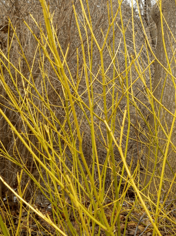 Dogwood 'Buds Yellow'