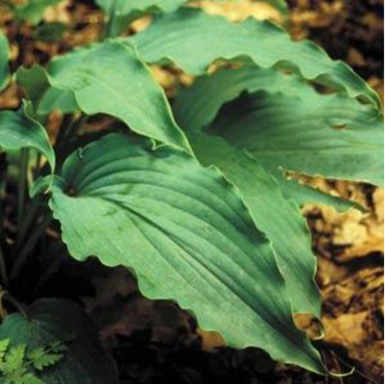 Hosta 'Neptune'