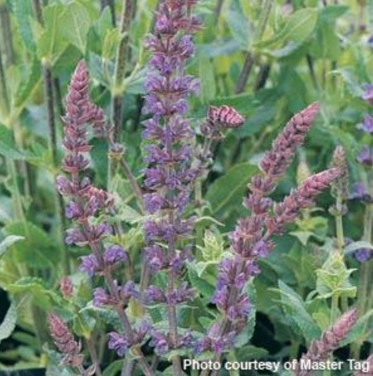 Salvia 'Blue Queen'