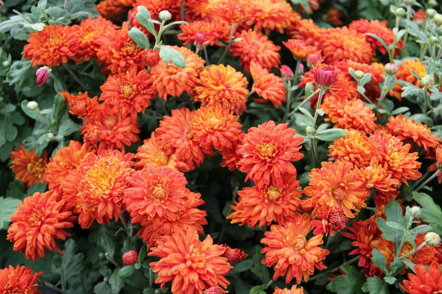 Chrysanthemum 'Morden Delight'