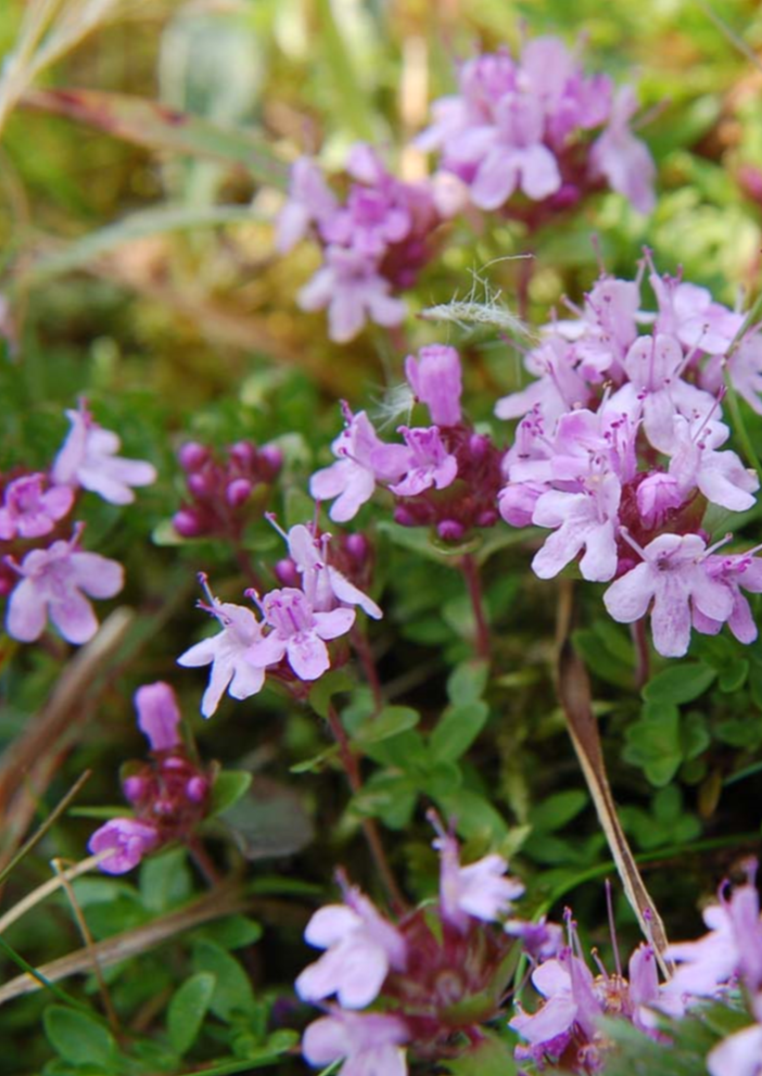 Thyme 'Mother of Thyme'