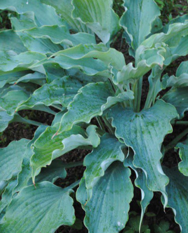 Hosta 'Neptune'