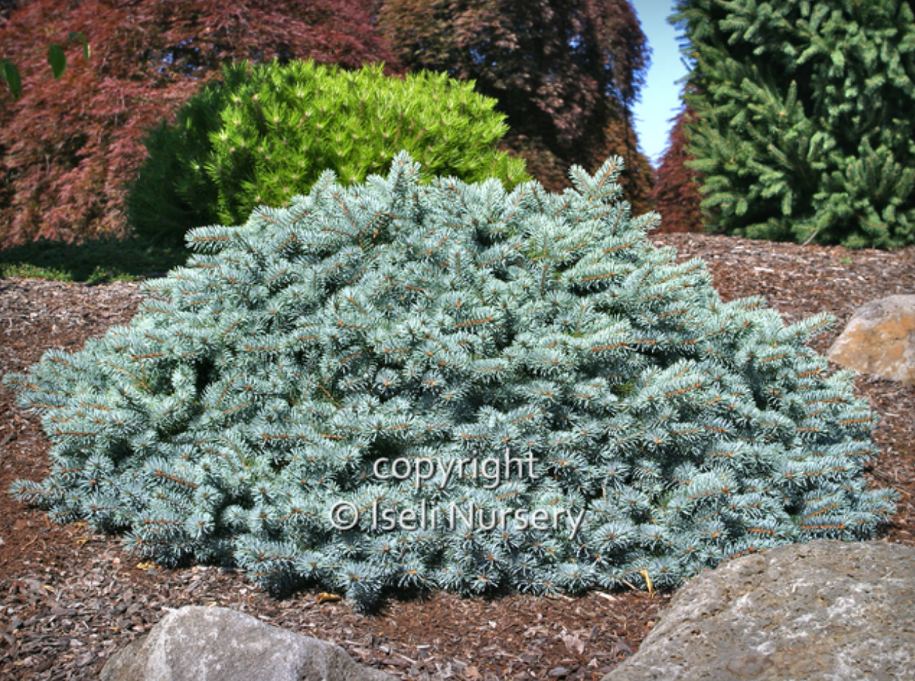 Lundeby’s Dwarf Blue Spruce