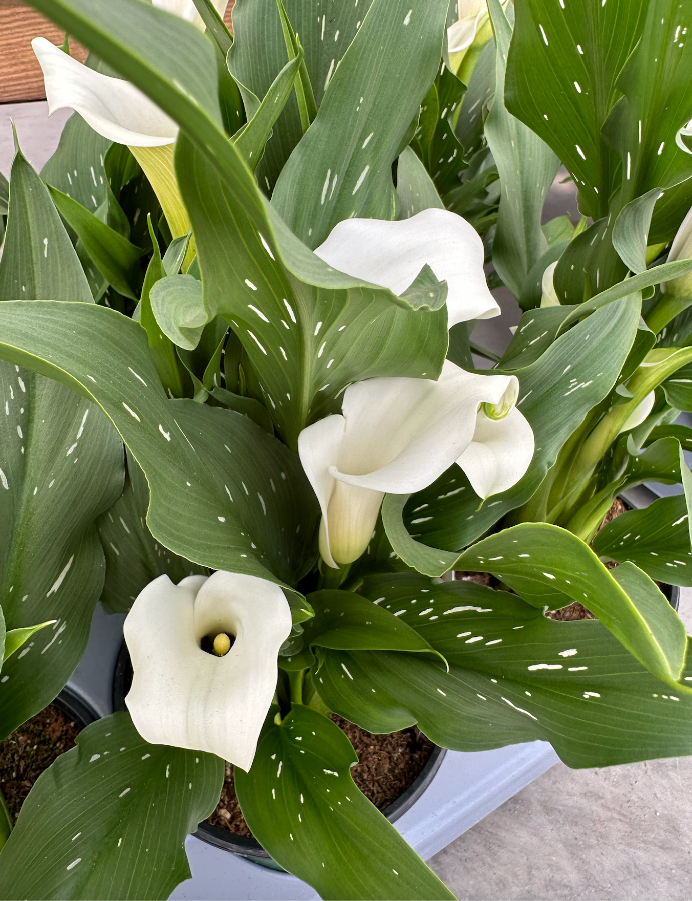 Calla Lily